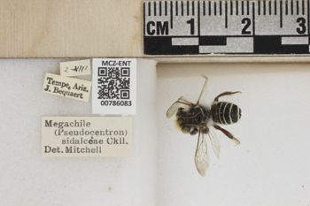 Media type: image;   Entomology 786083 Aspect: Labels